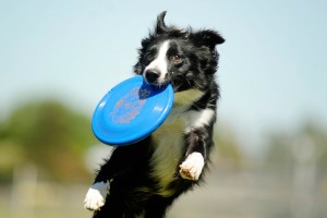 Disc Fun! @ Joe King Ballpark
